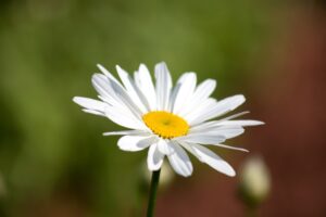 white daisy for me page